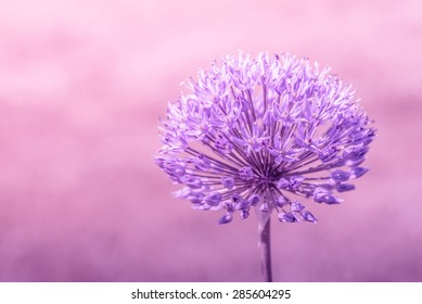 Close-up of a Allium Giganteum flower in violet colors