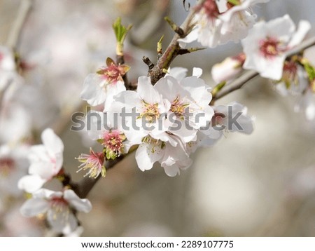 Closeup of Almond blossoms on a sunny day in spring, Provence (France)