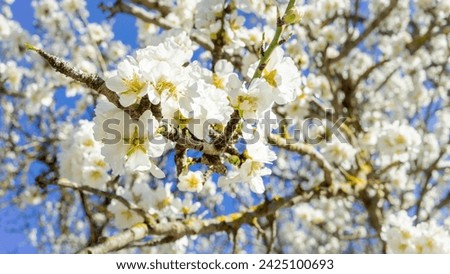 Close-Up of Almond Blossoms Unveiling Spring's Arrival Under the