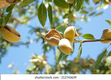 Closeup Of An Almond In The Shell With Its Hull Split. 