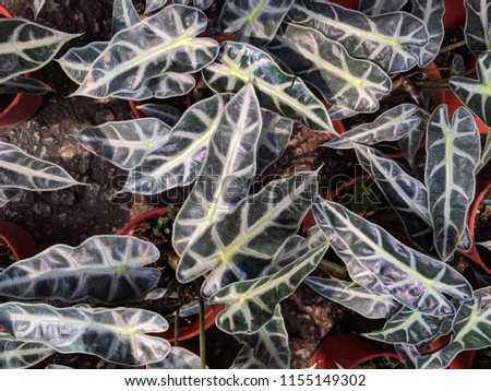 Closeup of Alocasia Bambino leaves (Elephant Ear)