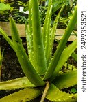 Close-up. The aloe vera plants are easy to care for plants to decorate yard. The aloe vera plant has leaves shaped like green crocodile teeth.