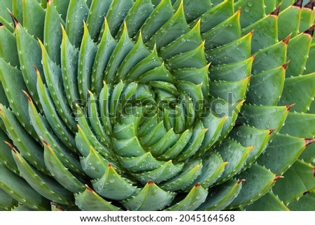 Closeup of aloe vera succulent plant with spiral spiky leaf pattern