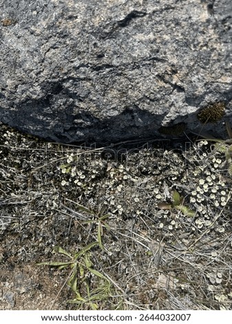 Close-up of alpine ground with moss, lichen, and a small carnivorous plant growing among dry twigs and stones in a rocky Patagonian habitat.