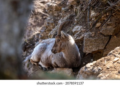 A Closeup Of The Alpine Ibex  Switzerland 