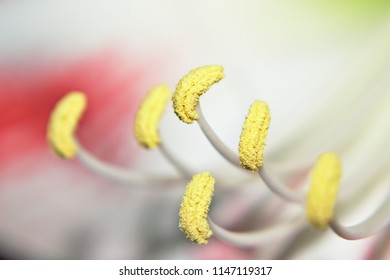 Closeup Of Amaryllis Stamen