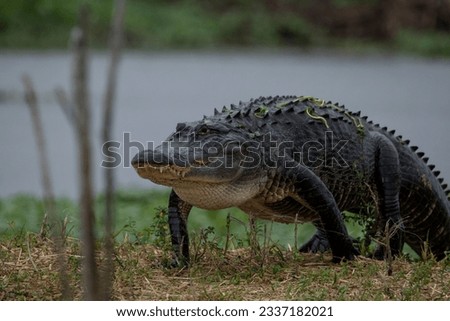 A closeup of an American alligator on the bank with blurred background