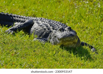 A closeup of an American alligator on the grass