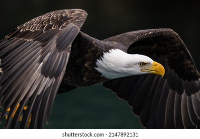 close-up of american bald eagle in flight over alaskan waters - Powered by Shutterstock