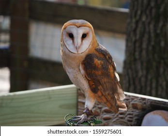 1000 American Barn Owl Stock Images Photos Vectors Shutterstock