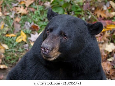 Closeup Of A American Black Bear Face In The Meadow In Autumn In Canada