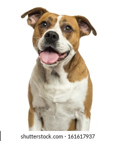 Close-up Of An American Bulldog Panting, Isolated On White