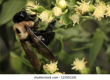 Closeup Of American Bumble Bee On Flower