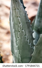 Closeup Of American Century Plant, Agave Americana In United States In Arizona - Image