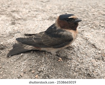 A closeup of an American cliff swallow (Petrochelidon pyrrhonota) perched on a sandy beach - Powered by Shutterstock