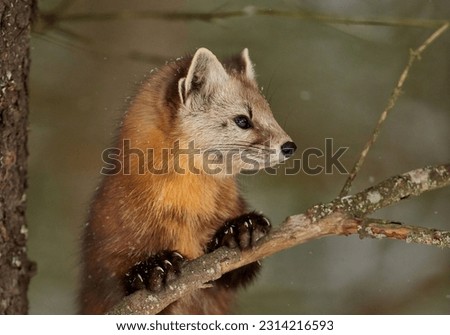 A closeup of an American marten (Martes americana) on a tree against blurred background