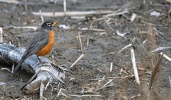 Closeup Of An American Robin Perched On A Fallen Branch In Winter.