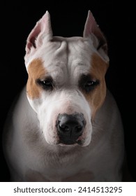 A close-up of an American Staffordshire Terrier dog face, set against a black backdrop