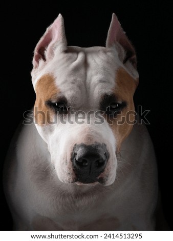 A close-up of an American Staffordshire Terrier dog face, set against a black backdrop