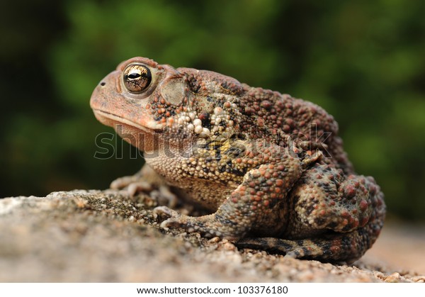 Close-up of\
American Toad on rock (Bufo\
americanus)