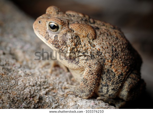 Close-up of\
American Toad on rock (Bufo\
americanus)