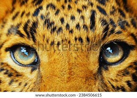Close-up of Amur leopard eyes.close up. Amur leopard eyes