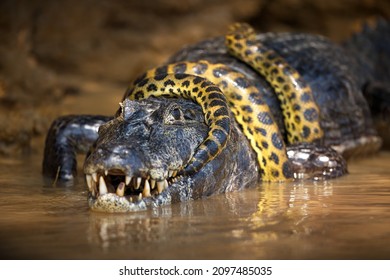 A closeup of an anaconda snake wrapped around an alligator in a pond in Pantanal, Brazil