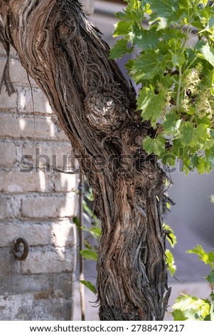 Close-up of an ancient grapevine trunk with twisted and fibrous bark texture beside green vine leaves. Symbol of longevity, resilience, aging, viticulture tradition and the enduring strength of nature.