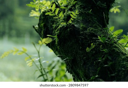 Close-up of an ancient tree trunk covered in lush green moss.