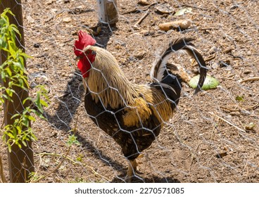 Close-up of Andalusian breed rooster behind the chicken coop fence with all the details of the crest, beak, plumage and eyes surrounded by pieces of watermelon and vegetables to eat on the sunlit  - Shutterstock ID 2270571085