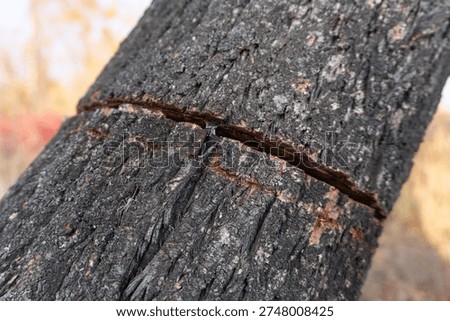 A close-up, angled view of a rough, dark tree trunk featuring a deep, horizontal cut or gash. Shiny, amber-colored sap or resin is oozing from the wound, trickling down the textured bark. The background is softly blurred, displaying hints of yellow and orange autumn foliage, emphasizing the sharp detail of the damaged wood surface and the sticky liquid.