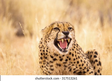 Closeup Of Angry Cheetah