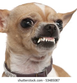 Chihuahua Angry High Res Stock Images Shutterstock