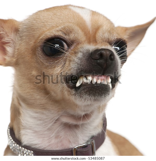 Close-up of angry Chihuahua growling, 2 years old, in front of white  background
