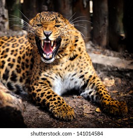 Closeup Angry Leopard