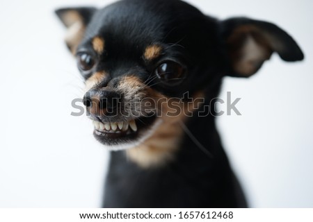 Close-up angry little black dog of toy terrier breed on a white background.Macro photo,selective focus.