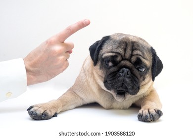 Close-up of angry man hand wagging a finger and scolding her pug dog, punish a dog