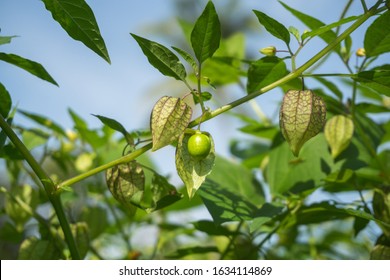 Cutleaf Groundcherry High Res Stock Images Shutterstock