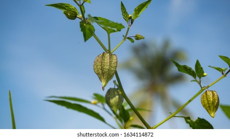 Cutleaf Groundcherry High Res Stock Images Shutterstock