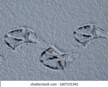 Close-up Of Animal Footprints On The Frosty Ice Of The Frozen Lake Tisza In Winter