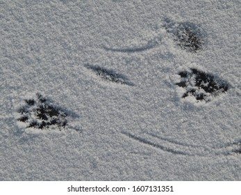 Close-up Of Animal Footprints On The Frosty Ice Of The Frozen Lake Tisza In Winter