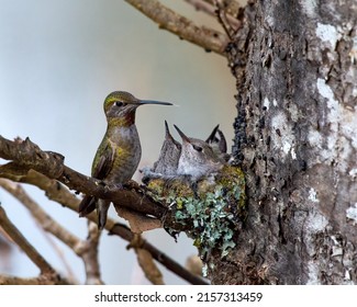 A closeup of Anna's hummingbird and babies in the nest, Swan Lake, Victoria, BC Canada