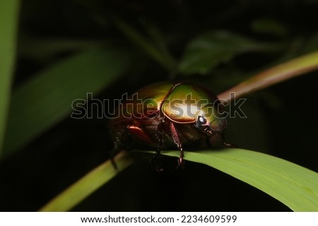 close-up anomala, green scarab beetle in thailand, southeast Asia