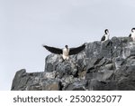 Close-up of an Antarctic Shag -Leucocarbo bransfieldensis- standing on a rock near Mikkelsen Harbour, Trinity Island, on the Antarctic Peninsula