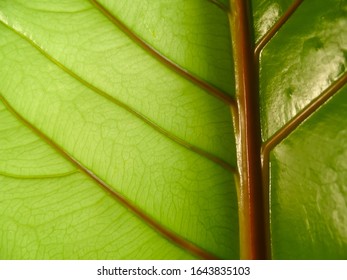 背景にアンスリウム プロウマニーの緑の葉のテクスチャーの接写 の写真素材 今すぐ編集 Shutterstock