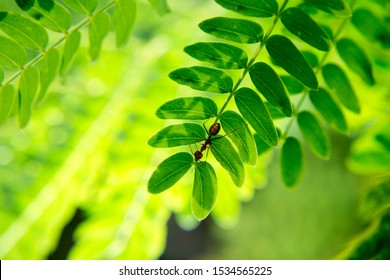 Close-up Of Ants On An Acacia Leaf.