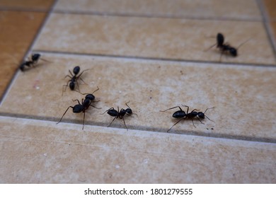 A Closeup Of Ants On The Floor