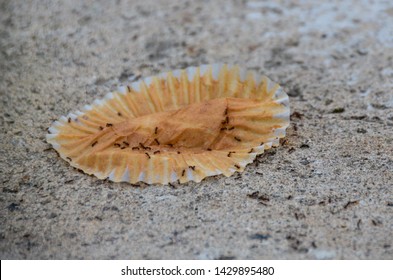 Closeup Of Ants Swarming To A Cupcake Wrapper On Cement Background