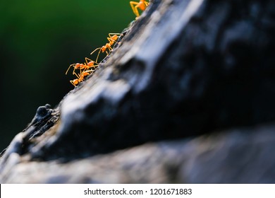 Closeup ants working team together on dried tree. green nature background.