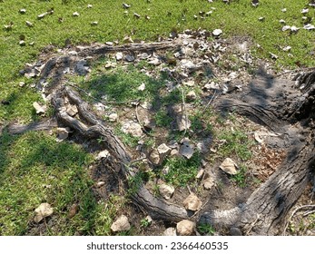 Closeup of a antural exposed tree root grown in a circle at the base of the tree. The ground is speckled with fallen leaves and twigs.